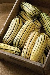 Delicata