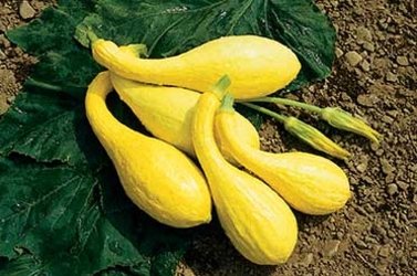 Costata
