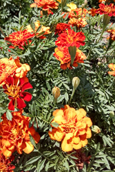 Companion Plants
