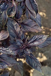 Organic Herbs