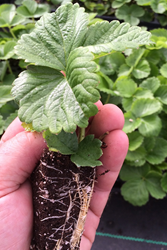 Organic Strawberries